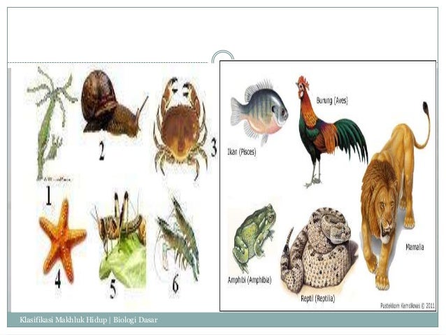 Klasifikasi makhluk hidup biodas