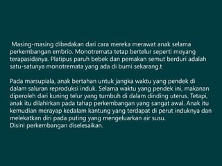 Masing-masing dibedakan dari cara mereka merawat anak selama
perkembangan embrio. Monotremata tetap bertelur seperti moyang
terapasidanya. Platipus paruh bebek dan pemakan semut berduri adalah
satu-satunya monotremata yang ada di bumi sekarang.t
Pada marsupiala, anak bertahan untuk jangka waktu yang pendek di
dalam saluran reproduksi induk. Selama waktu yang pendek ini, makanan
diperoleh dari kuning telur yang tumbuh di dalam dinding uterus. Tetapi,
anak itu dilahirkan pada tahap perkembangan yang sangat awal. Anak itu
kemudian merayap kedalam kantung yang terdapat di perut induknya dan
melekatkan diri pada puting yang mengeluarkan air susu.
Disini perkembangan diselesaikan.
 
