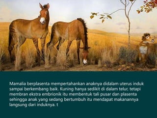 Mamalia berplasenta mempertahankan anaknya didalam uterus induk
sampai berkembang baik. Kuning hanya sedikit di dalam telur, tetapi
membran ekstra embrionik itu membentuk tali pusar dan plasenta
sehingga anak yang sedang bertumbuh itu mendapat makanannya
langsung dari induknya. t
 