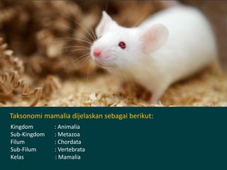 Taksonomi mamalia dijelaskan sebagai berikut:
Kingdom : Animalia
Sub-Kingdom : Metazoa
Filum : Chordata
Sub-Filum : Vertebrata
Kelas : Mamalia
 