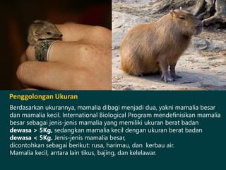 Penggolongan Ukuran
Berdasarkan ukurannya, mamalia dibagi menjadi dua, yakni mamalia besar
dan mamalia kecil. International Biological Program mendefinisikan mamalia
besar sebagai jenis-jenis mamalia yang memiliki ukuran berat badan
dewasa > 5Kg, sedangkan mamalia kecil dengan ukuran berat badan
dewasa < 5Kg. Jenis-jenis mamalia besar,
dicontohkan sebagai berikut: rusa, harimau, dan kerbau air.
Mamalia kecil, antara lain tikus, bajing, dan kelelawar.
 