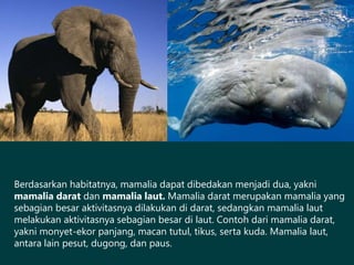 Berdasarkan habitatnya, mamalia dapat dibedakan menjadi dua, yakni
mamalia darat dan mamalia laut. Mamalia darat merupakan mamalia yang
sebagian besar aktivitasnya dilakukan di darat, sedangkan mamalia laut
melakukan aktivitasnya sebagian besar di laut. Contoh dari mamalia darat,
yakni monyet-ekor panjang, macan tutul, tikus, serta kuda. Mamalia laut,
antara lain pesut, dugong, dan paus.
 