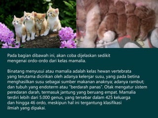 Pada bagian dibawah ini, akan coba dijelaskan sedikit
mengenai ordo-ordo dari kelas mamalia.
Binatang menyusui atau mamalia adalah kelas hewan vertebrata
yang terutama dicirikan oleh adanya kelenjar susu, yang pada betina
menghasilkan susu sebagai sumber makanan anaknya; adanya rambut;
dan tubuh yang endoterm atau “berdarah panas”. Otak mengatur sistem
peredaran darah, termasuk jantung yang beruang empat. Mamalia
terdiri lebih dari 5.000 genus, yang tersebar dalam 425 keluarga
dan hingga 46 ordo, meskipun hal ini tergantung klasifikasi
ilmiah yang dipakai.
 