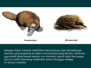 Sebagian besar mamalia melahirkan keturunannya, tapi ada beberapa
mamalia yang tergolong ke dalam monotremata yang bertelur. Kelahiran
juga terjadi pada banyak spesies non-mamalia, seperti pada ikan guppy
dan hiu martil; karenanya melahirkan bukan dianggap sebagai
ciri khusus mamalia
 