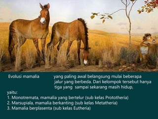 Evolusi mamalia yang paling awal belangsung mulai beberapa
jalur yang berbeda. Dari kelompok tersebut hanya
tiga yang sampai sekarang masih hidup,
yaitu:
1. Monotremata, mamalia yang bertelur (sub kelas Prototheria)
2. Marsupiala, mamalia berkanting (sub kelas Metatheria)
3. Mamalia berplasenta (sub kelas Eutheria)
 