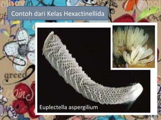 Contoh dari Kelas Hexactinellida
Euplectella aspergilium
 