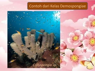Contoh dari Kelas Demospongiae
Callyspongia sp.
 