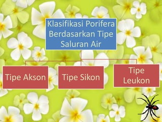 Klasifikasi Porifera
Berdasarkan Tipe
Saluran Air
Tipe Akson Tipe Sikon
Tipe
Leukon
 