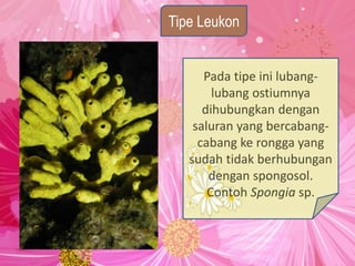 Tipe Leukon
Pada tipe ini lubang-
lubang ostiumnya
dihubungkan dengan
saluran yang bercabang-
cabang ke rongga yang
sudah tidak berhubungan
dengan spongosol.
Contoh Spongia sp.
 