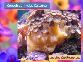 Contoh dari Kelas Calcarea
spesies Clathrina sp.
 
