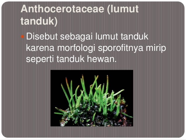 Klasifikasi tumbuhan