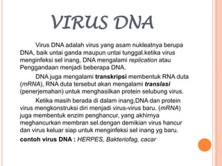 VIRUS DNA
Virus DNA adalah virus yang asam nukleatnya berupa
DNA, baik untai ganda maupun untai tunggal.ketika virus
menginfeksi sel inang, DNA mengalami replication atau
Penggandaan menjadi beberapa DNA.
DNA juga mengalami transkripsi membentuk RNA duta
(mRNA), RNA duta tersebut akan mengalami translasi
(penerjemahan) untuk menghasilkan protein selubung virus.
Ketika masih berada di dalam inang,DNA dan protein
virus mengkonstruksi diri menjadi virus-virus baru. (mRNA)
juga membentuk enzim penghancur, yang akhirnya
meghancurkan membran sel.dengan demikian virus hancur
dan virus keluar siap untuk menginfeksi sel inang yg baru.
contoh virus DNA : HERPES, Bakteriofag, cacar
 