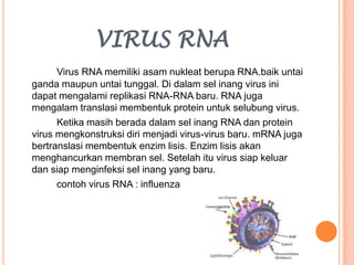 VIRUS RNA
Virus RNA memiliki asam nukleat berupa RNA.baik untai
ganda maupun untai tunggal. Di dalam sel inang virus ini
dapat mengalami replikasi RNA-RNA baru. RNA juga
mengalam translasi membentuk protein untuk selubung virus.
Ketika masih berada dalam sel inang RNA dan protein
virus mengkonstruksi diri menjadi virus-virus baru. mRNA juga
bertranslasi membentuk enzim lisis. Enzim lisis akan
menghancurkan membran sel. Setelah itu virus siap keluar
dan siap menginfeksi sel inang yang baru.
contoh virus RNA : influenza
 