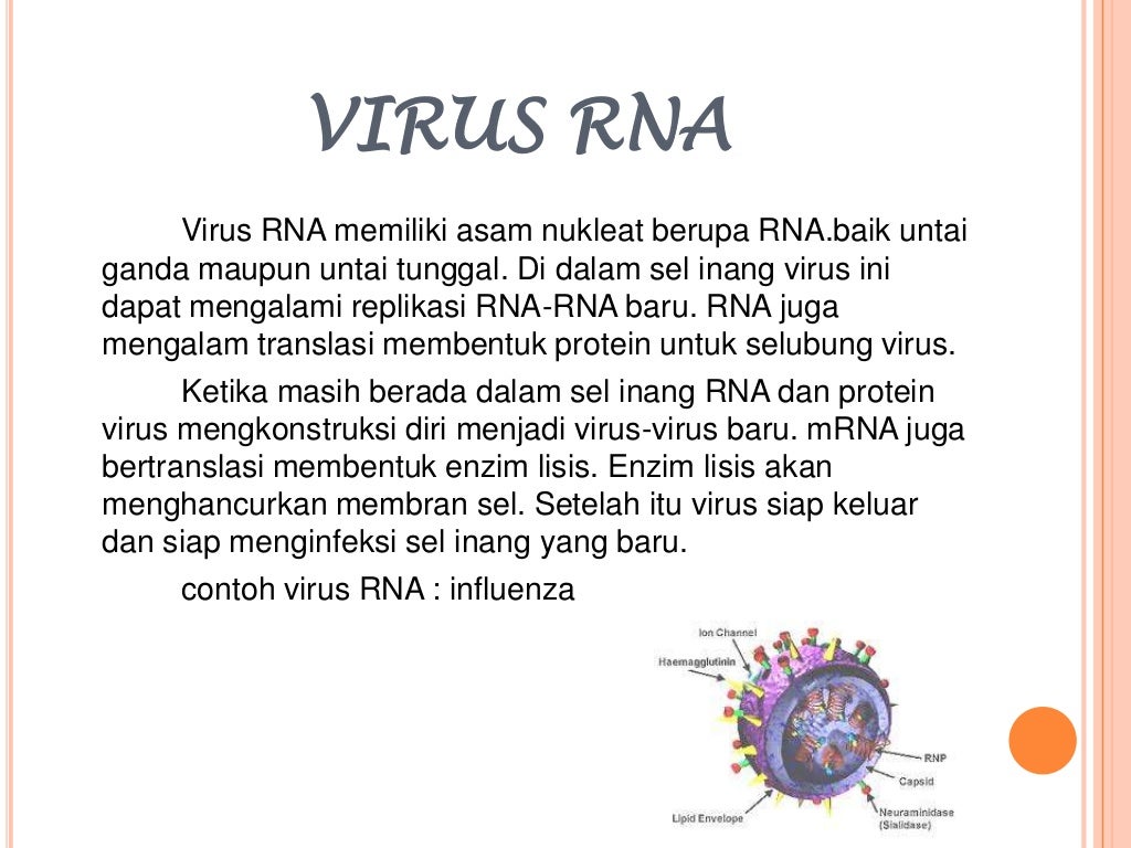  Klasifikasi virus 