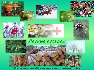 Klass8lesiokrujayuschayasreda | PPT