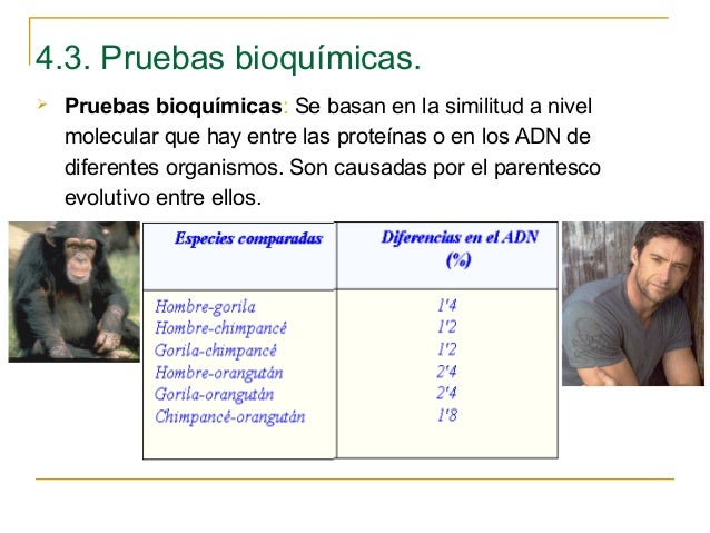 Pruebas Bioquimicas De La Evolucion Wikipedia