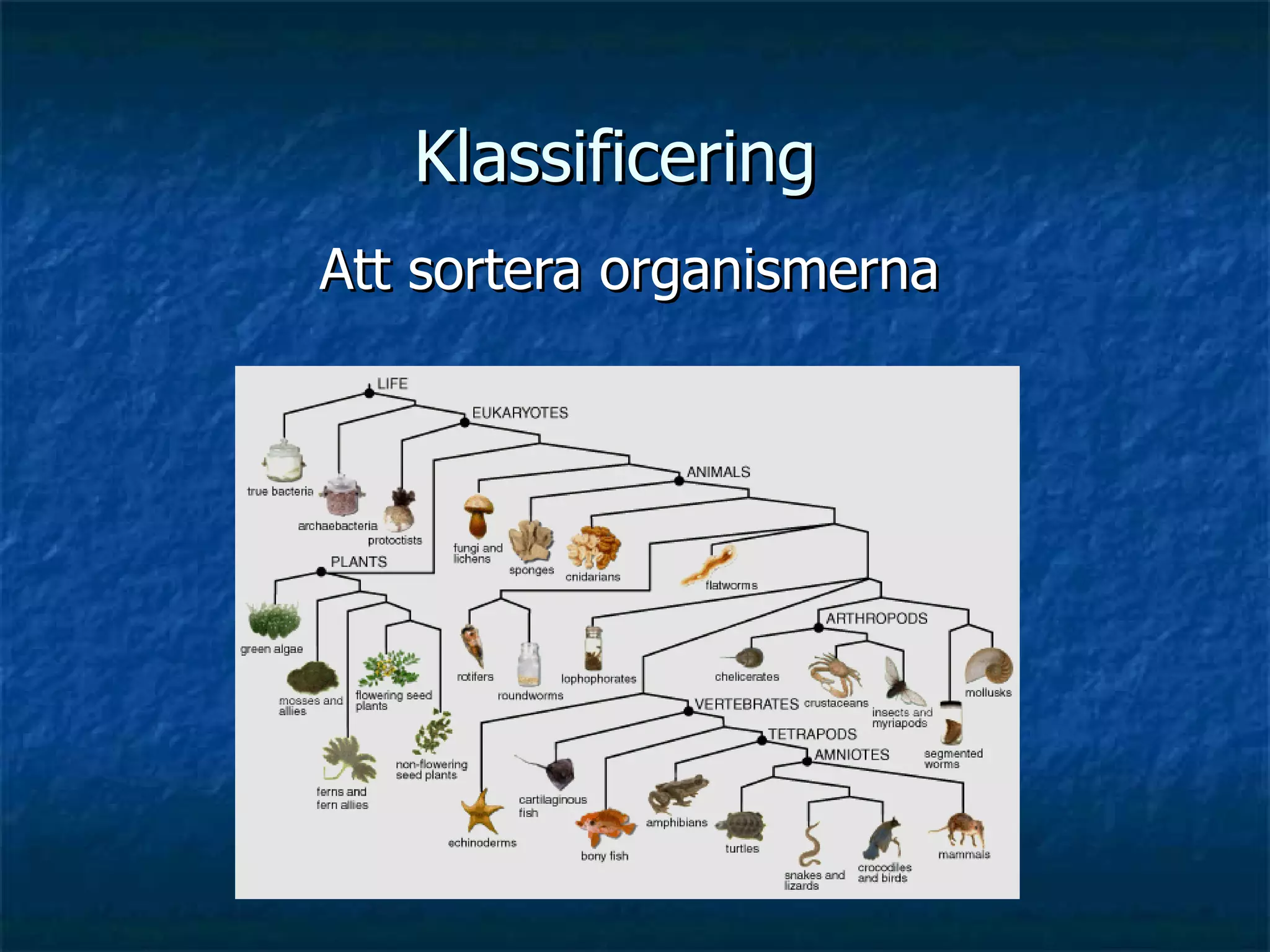 Klassificering | PPT
