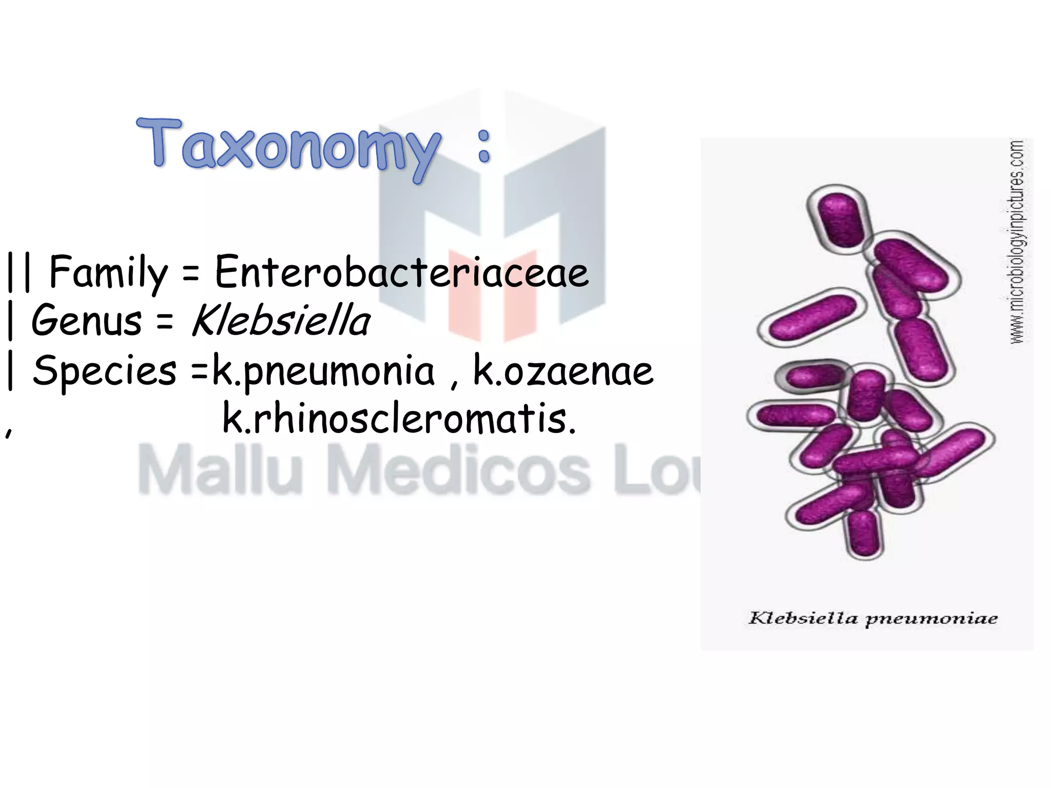KLEBSIELLA PPT