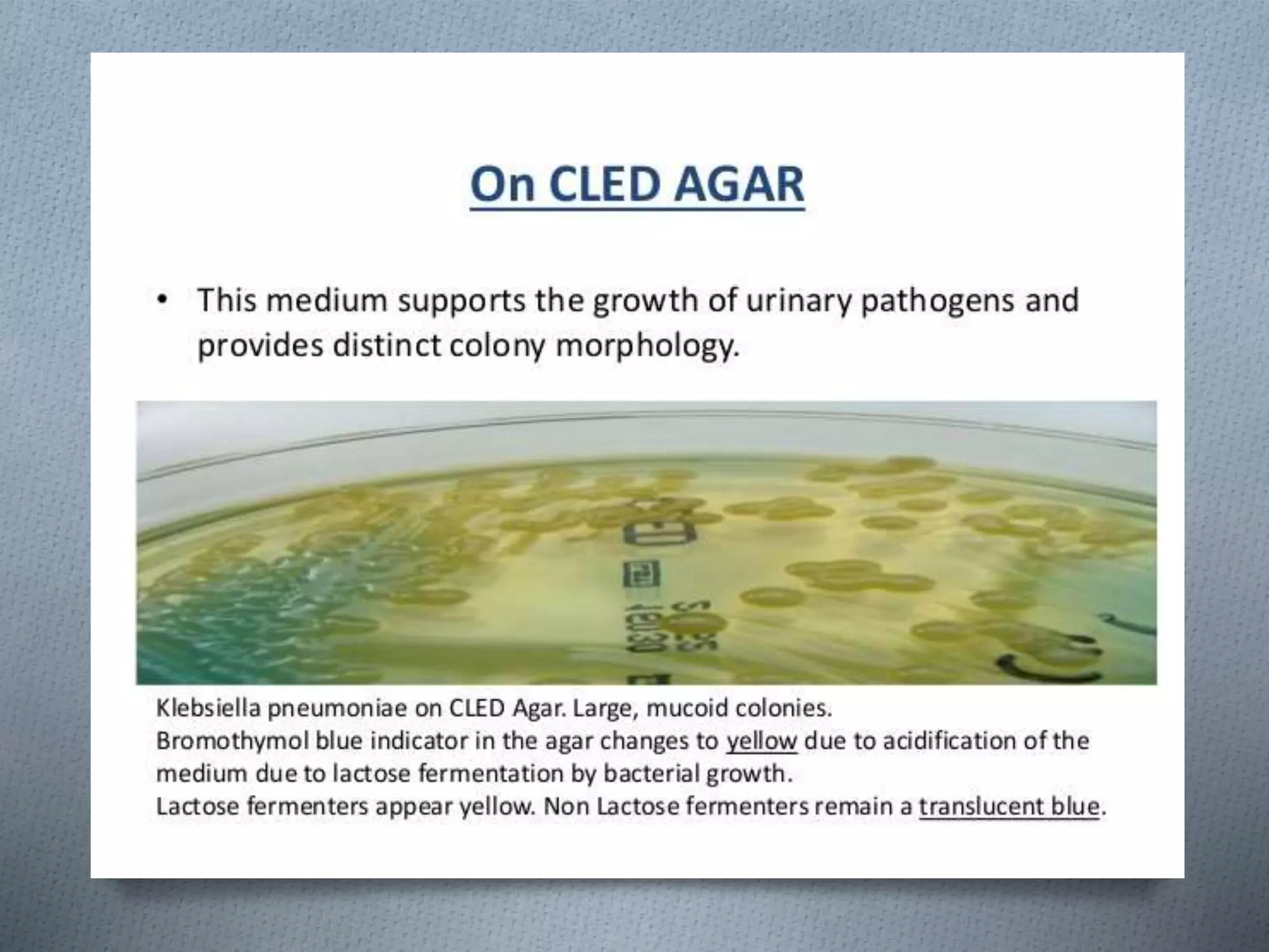 KLEBSIELLA SLIDESHARE PRESENTATION