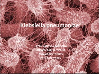 Klebsiella pneumoniae LEYDY VANESSA CARDONA JULIAN CAMILO ESPAÑA ANA MARIA TORRES PAOLA OLIVARES 