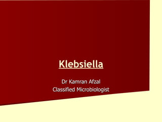 Klebsiella Dr Kamran Afzal Classified Microbiologist 