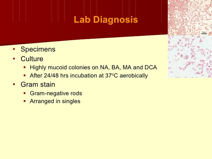 Klebsiella+Proteus+Uti