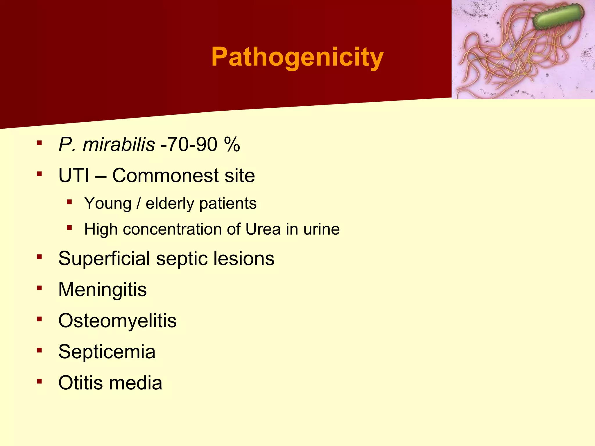 Klebsiella+proteus+uti