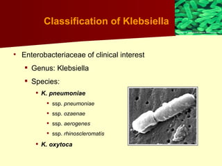 Gorgeous How Do You Get Klebsiella Capture Art Gorgeous How Do You Get Klebsiella Capture Art
