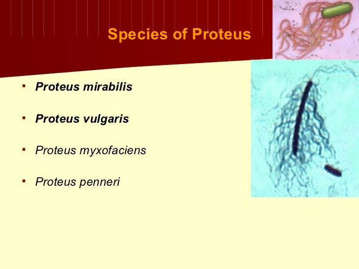 Proteus Mirabilis Uti Treatment