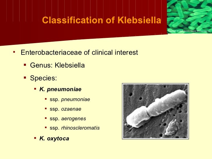 Klebsiella+proteus+uti
