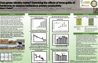 Does grazer identity matter? Examining the effects of three guilds of
herbivores on savanna herbaceous primary productivity
Grace K. Charles1,2, Lauren M. Porensky2,3, Corinna Riginos2,4, Kari E. Veblen2,5 and Truman P. Young1,2
1Department of Plant Sciences, University of California, Davis, CA 95616; 2Mpala Research Centre, PO Box 555, Nanyuki 10400 Kenya; 3USDA-ARS Rangeland Resources Research Unit, 1701 Centre Ave, Fort Collins, CO 80526; 4 Department
of Zoology and Physiology, University of Wyoming, Laramie, WY, 82071; 5Department of Wildland Resources and Ecology Center, Utah State University, Logan, UT
Overview
Grazing intensity (driven by cattle
presence) stimulates mean herbaceous
productivity
• The herbaceous community compensated for
increasing herbivore pressure by increasing ANPP.
• Compensation is hypothesized to have evolved as
a strategy to limit reductions in plant fitness.
• Additional compensation mechanisms include
increased nutrient cycling or plant release from
self-shading.
• Wildlife and cattle can have unique, additive, and
interactive effects on productivity
• Mean productivity, measured both via
productivity cages and NDVI, generally increased
in response to increasing herbivore biomass-
density – driven primarily by cattle presence
• Variability in ANPP and NDVI were mostly driven
by specific types of herbivores, with wild
herbivores constraining variability more than
cattle
• Replacing wildlife with cattle at similar biomass-
densities could lead to similarly productive, but
more heterogeneous rangelandsAcknowledgements
We thank the KLEE crew (F. Erii, J. Lochukuya, J. Ekadeli and M. Namoni) for their excellent field assistance. The KLEE exclosure plots were
built and maintained by grants from the James Smithson Fund of the Smithsonian Institution (to A.P. Smith), The National Geographic Society,
The National Science Foundation and the African Elephant Program of the U.S. Fish and Wildlife Service (to T.P. Young, C. Riginos, and K.E.
Veblen). This project was partially funded by NSF graduate research fellowships (to L.M.P and G.K.C.) and a NSF DDIG grant (to L.M.P).
The Kenya Long-term Exclosure Experiment (KLEE)
Wild herbivores and livestock share the majority of
rangelands worldwide, yet few controlled experiments
have addressed their individual, additive, and
interactive impacts on ecosystem function. While
ungulate herbivores generally reduce standing
biomass, their effects on aboveground net primary
production (ANPP) can vary by spatial and temporal
context, intensity of herbivory, and herbivore identity
and species richness. We used a long-term exclosure
experiment to examine the effects of three groups of
wild and domestic ungulate herbivores
(megaherbivores, mesoherbivore wildlife, and cattle)
on herbaceous productivity in an African savanna.
Using both field measurements (productivity cages)
and satellite imagery (NDVI), we measured the effects
of different herbivore guilds – separately and in
different combinations – on herbaceous productivity
across both space and time.
Mesoherbivores and megaherbivores
reduce variation in productivity
Herbivore Treatment
O W MW C WC MWC
StandarddeviationofNDVI
0.00
0.01
0.02
0.03
0.04
Meso-wildlife: **
Megaherbivores: **
Herbivore Treatment
O W MW C WC MWC
StandardizedmeanNDVI
0.90
0.92
0.94
0.96
0.98
1.00
1.02
1.04
Cattle: ***
Cattle x Meso-wildlife: **
...but ANPP is highest when standing
biomass is low, suggesting that the
herbaceous community can compensate
for increasing herbivore pressure by
increasing ANPP
Herbivore treatments create a strong
herbivory gradient
East African rangelands are home to diverse herbivore assemblages
Results
Conclusions
Six herbivore treatments:
letters indicate which
herbivore guilds are allowed:
C: Cattle
W: Mesoherbivore wildlife
M: Megaherbivore wildlife
(elephants and giraffes)
200m
C WC MWC
O W MW
Three replicate blocks
Increasing herbivore pressure
Herbivore biomass estimate (kg km
-2
)
0 1000 2000 3000 4000 5000 6000
Biomass(gm
-2
)
300
400
500
600
700
MWC
C
WC
MW
WO
Biomass (g m
-2
)
300 400 500 600 700
ANPP(gmonth
-1
m
-2
)
-10
0
10
20
30
40
O
W
MW
C
WC
MWC
Herbaceous productivity measurements
1) Satellite imagery – NDVI 2) Moveable productivity cages
-2009, 2011, & 2013 images
-Calculated NDVI:
𝑁𝐼𝑅 − 𝑅
𝑁𝐼𝑅 + 𝑅
Methods
-10 Surveys from Feb. 2010 – Sept.
2012
-Measurements across all KLEE plots
-Measured both caged and uncaged
biomass from three randomly
selected cages per surveyHerbivores reduce standing biomass…
 