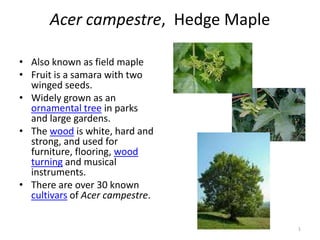 Acer campestre, Hedge Maple
• Also known as field maple
• Fruit is a samara with two
winged seeds.
• Widely grown as an
ornamental tree in parks
and large gardens.
• The wood is white, hard and
strong, and used for
furniture, flooring, wood
turning and musical
instruments.
• There are over 30 known
cultivars of Acer campestre.
1

 