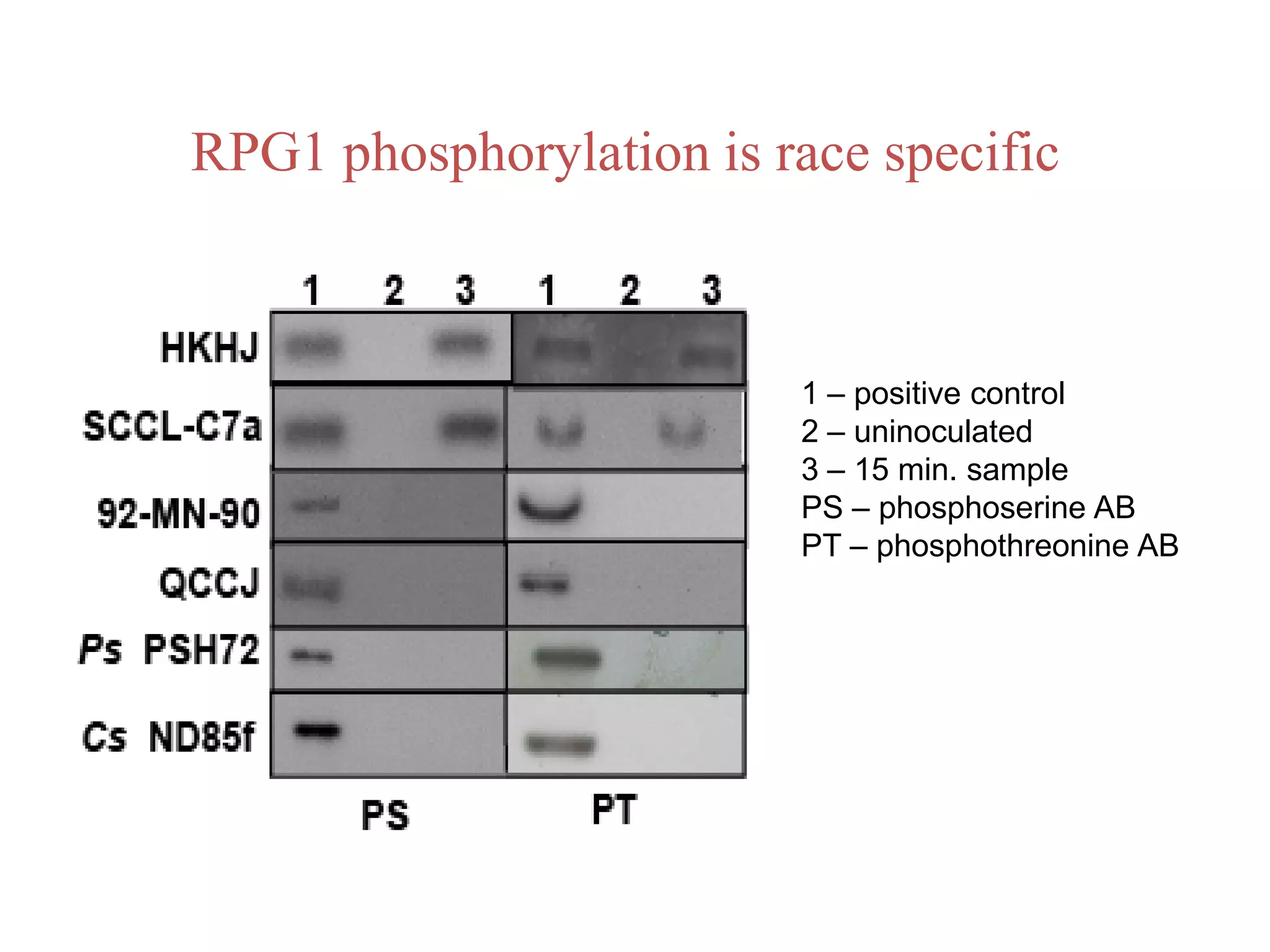 RPG1 phosphorylation is race specific



                         1 – positive control
                         2 – uninoculated
                         3 – 15 min. sample
                         PS – phosphoserine AB
                         PT – phosphothreonine AB
 