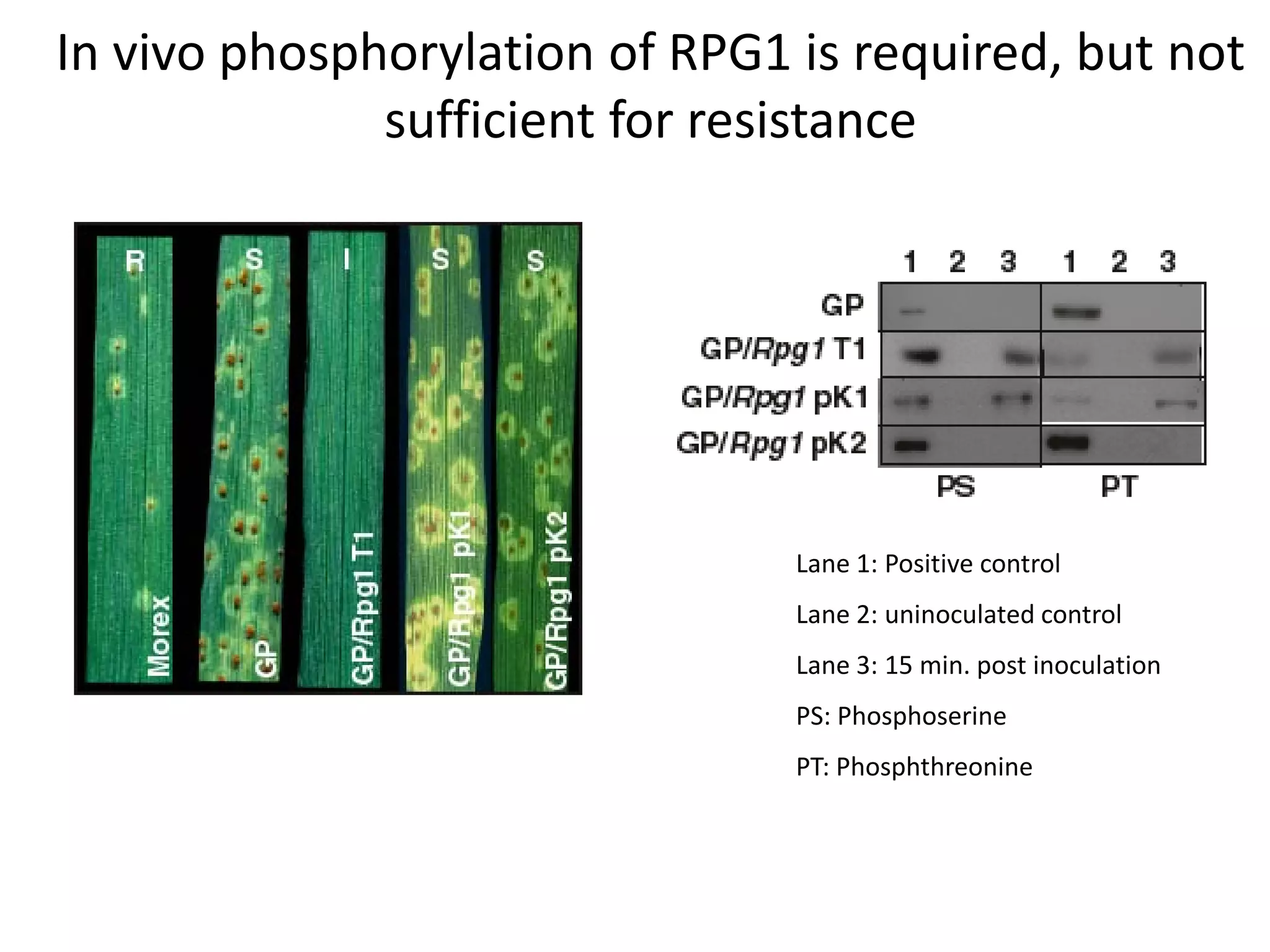 In vivo phosphorylation of RPG1 is required, but not
              sufficient for resistance




                                Lane 1: Positive control
                                Lane 2: uninoculated control
                                Lane 3: 15 min. post inoculation
                                PS: Phosphoserine
                                PT: Phosphthreonine
 