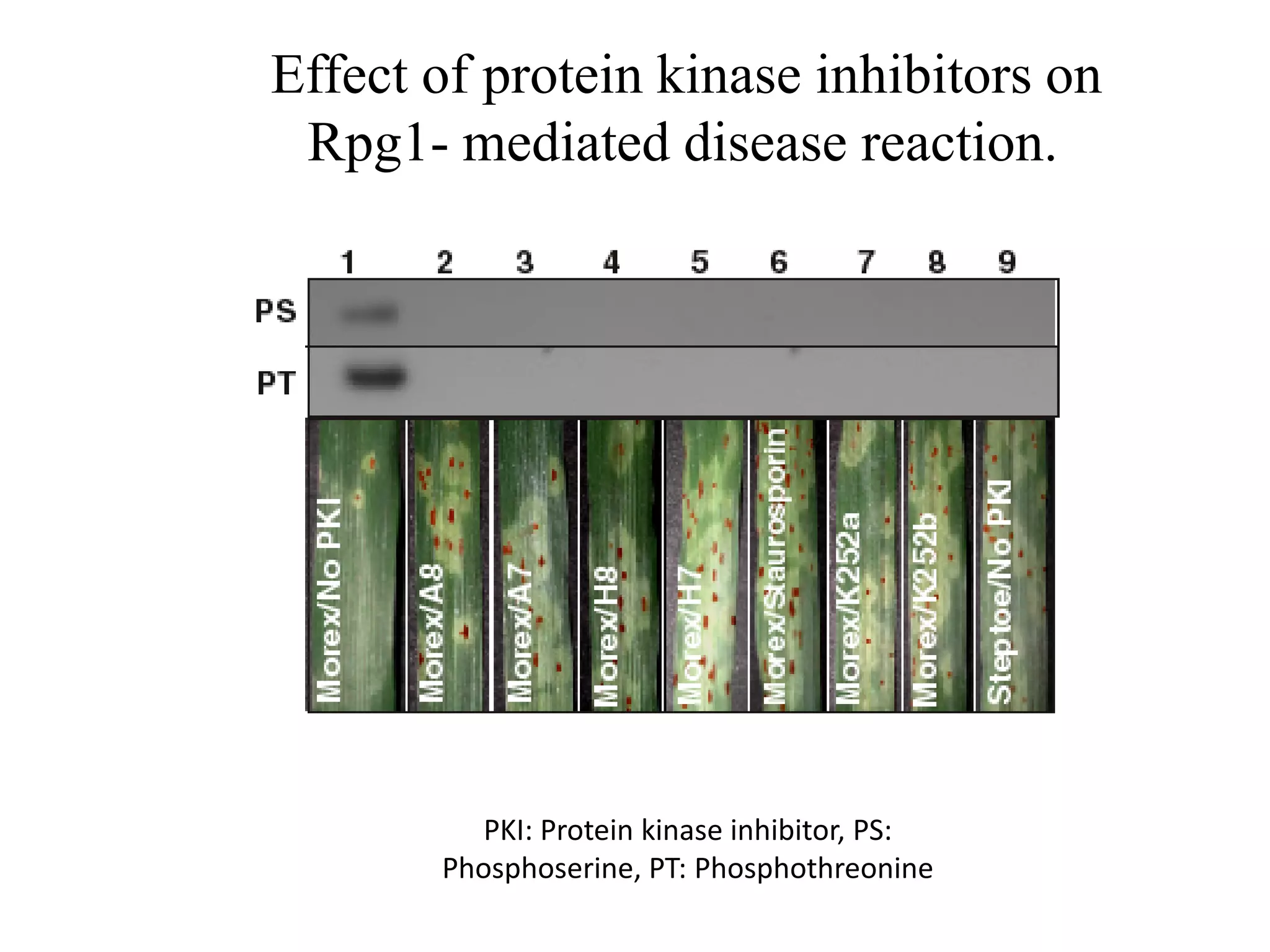 Effect of protein kinase inhibitors on
 Rpg1- mediated disease reaction.




          PKI: Protein kinase inhibitor, PS:
       Phosphoserine, PT: Phosphothreonine
 