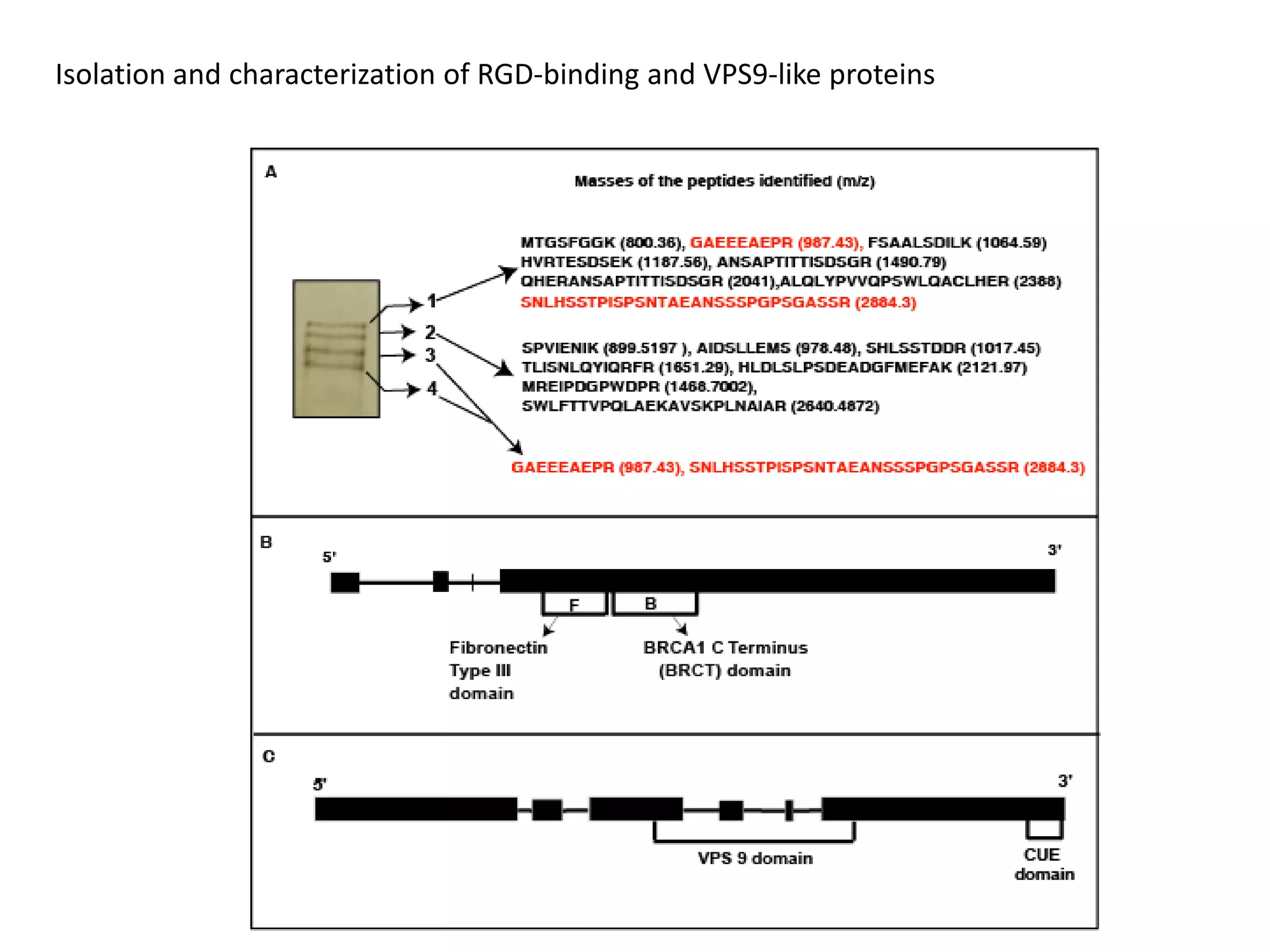 Isolation and characterization of RGD-binding and VPS9-like proteins
 