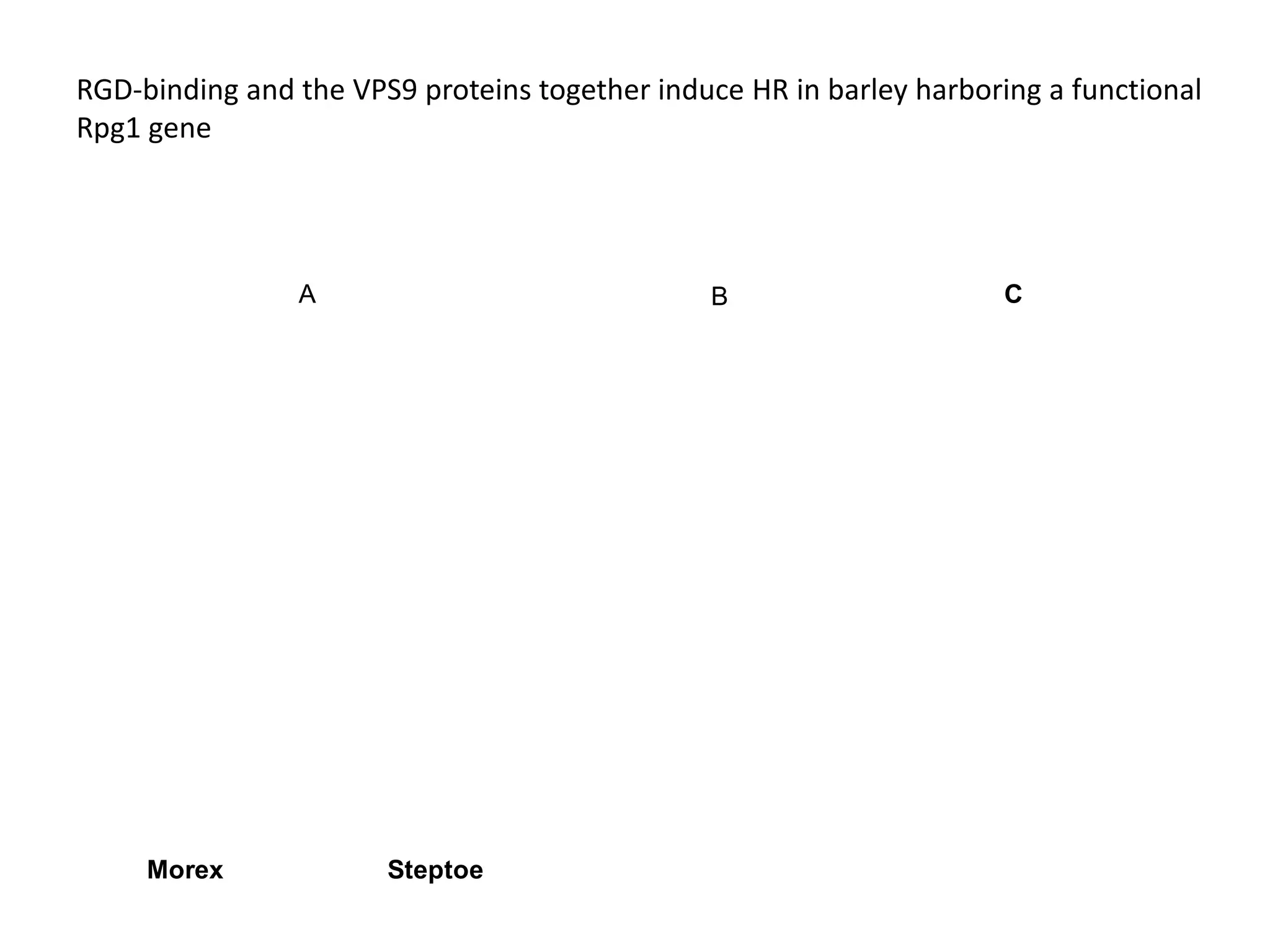 RGD-binding and the VPS9 proteins together induce HR in barley harboring a functional
 Rpg1 gene




                         A                                      B                                         C




                                                                                                Golden Promise

                                                                                                                 GP-Rpg1/pK1



                                                                                                                               GP-Rpg1/pK2
                                                                                   GP-Rpg1/T1
                             RGD+VPS9
RGD+VPS9




                                                                          ASM170
                                                                Steptoe
                                                        Morex
           VPS9




                                           VPS9


                                                  RGD
                   RGD




           Morex                        Steptoe
 
