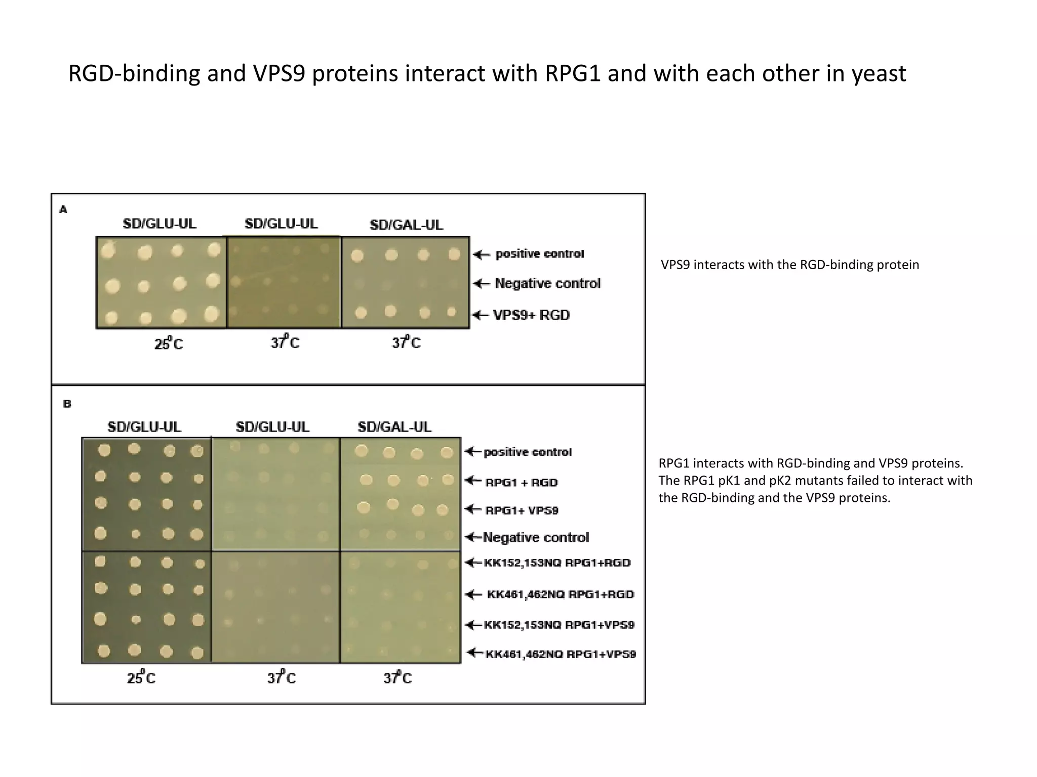 RGD-binding and VPS9 proteins interact with RPG1 and with each other in yeast




                                                      VPS9 interacts with the RGD-binding protein




                                                      RPG1 interacts with RGD-binding and VPS9 proteins.
                                                      The RPG1 pK1 and pK2 mutants failed to interact with
                                                      the RGD-binding and the VPS9 proteins.
 