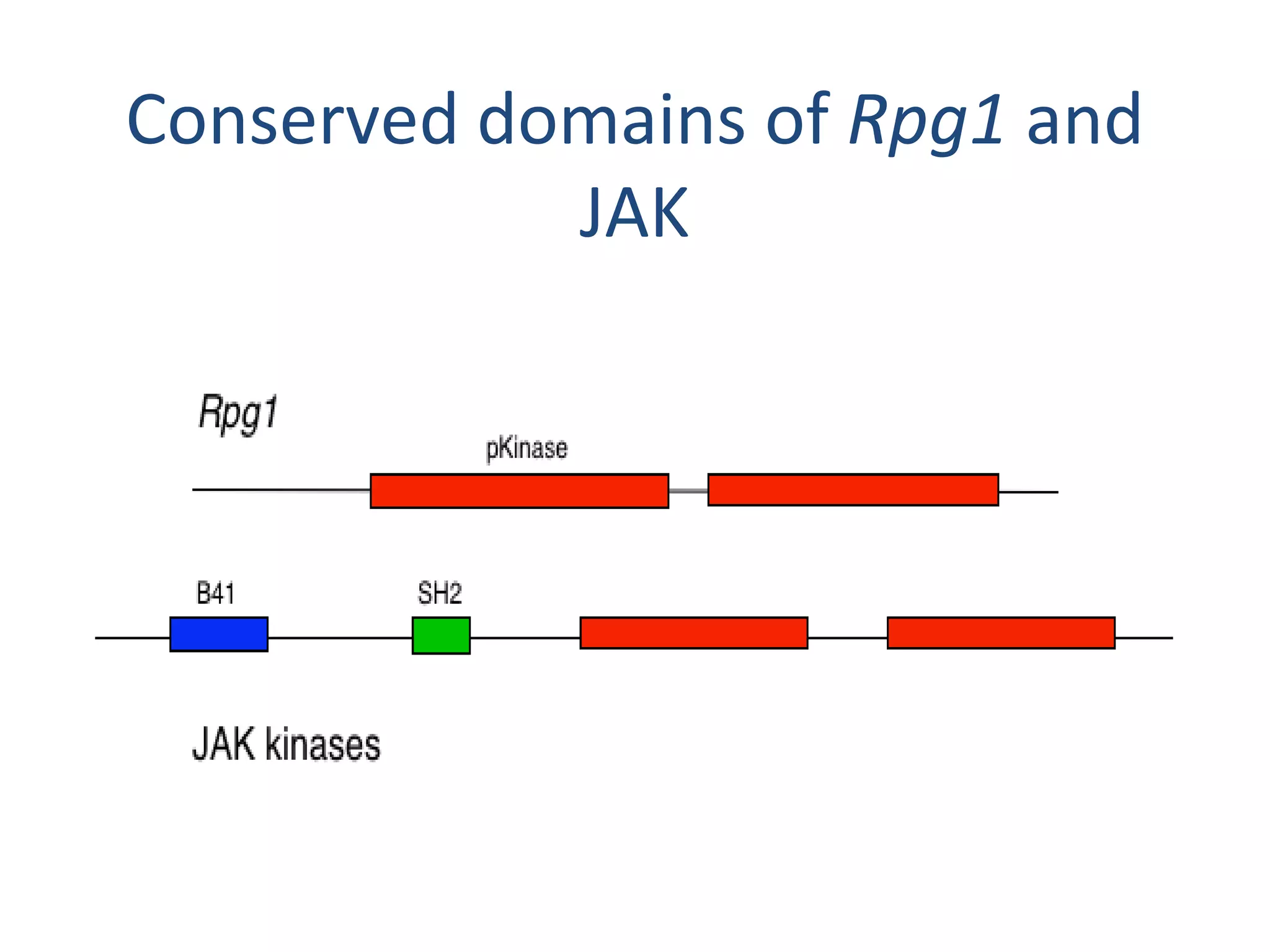 Conserved domains of Rpg1 and
            JAK
 