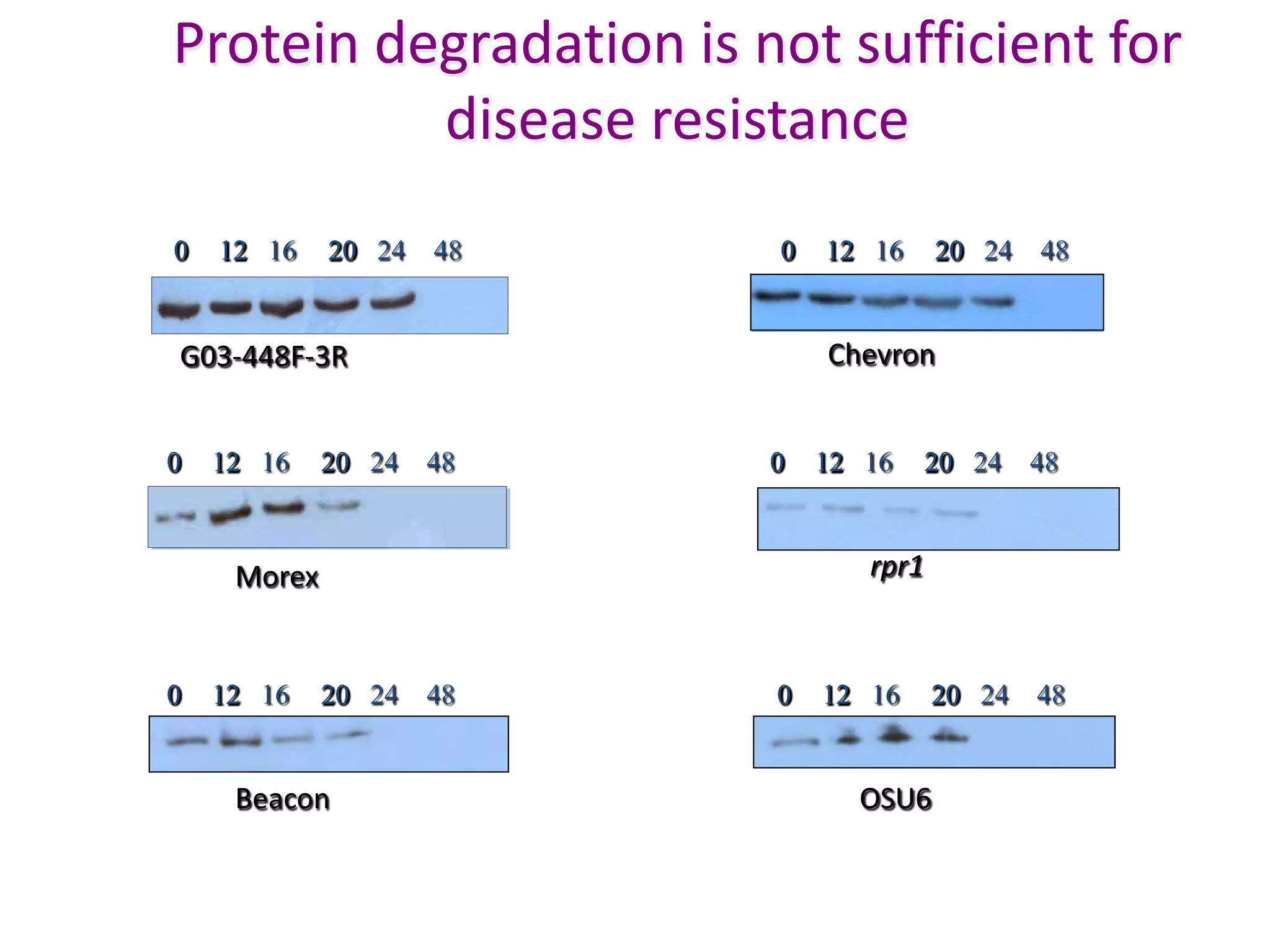 Protein degradation is not sufficient for
          disease resistance
0   12 16    20 24   48   0   12 16     20 24   48


G03-448F-3R                   Chevron


0   12 16    20 24   48   0   12 16     20 24   48



     Morex                       rpr1



0   12 16    20 24   48   0   12 16     20 24   48


     Beacon                     OSU6
 