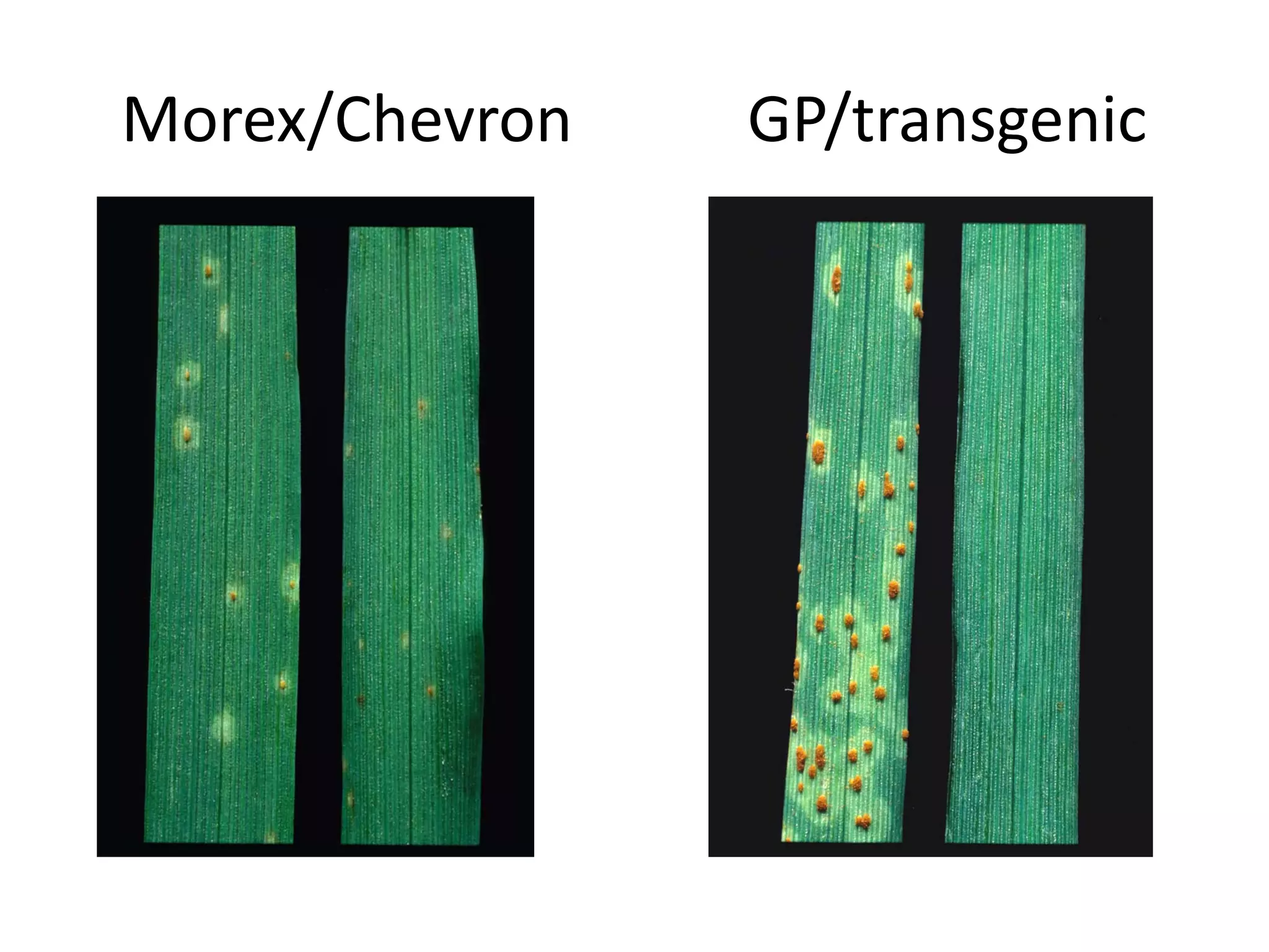 Morex/Chevron       GP/transgenic




  GP vs. Chevron   Morex vs. Chevron
 