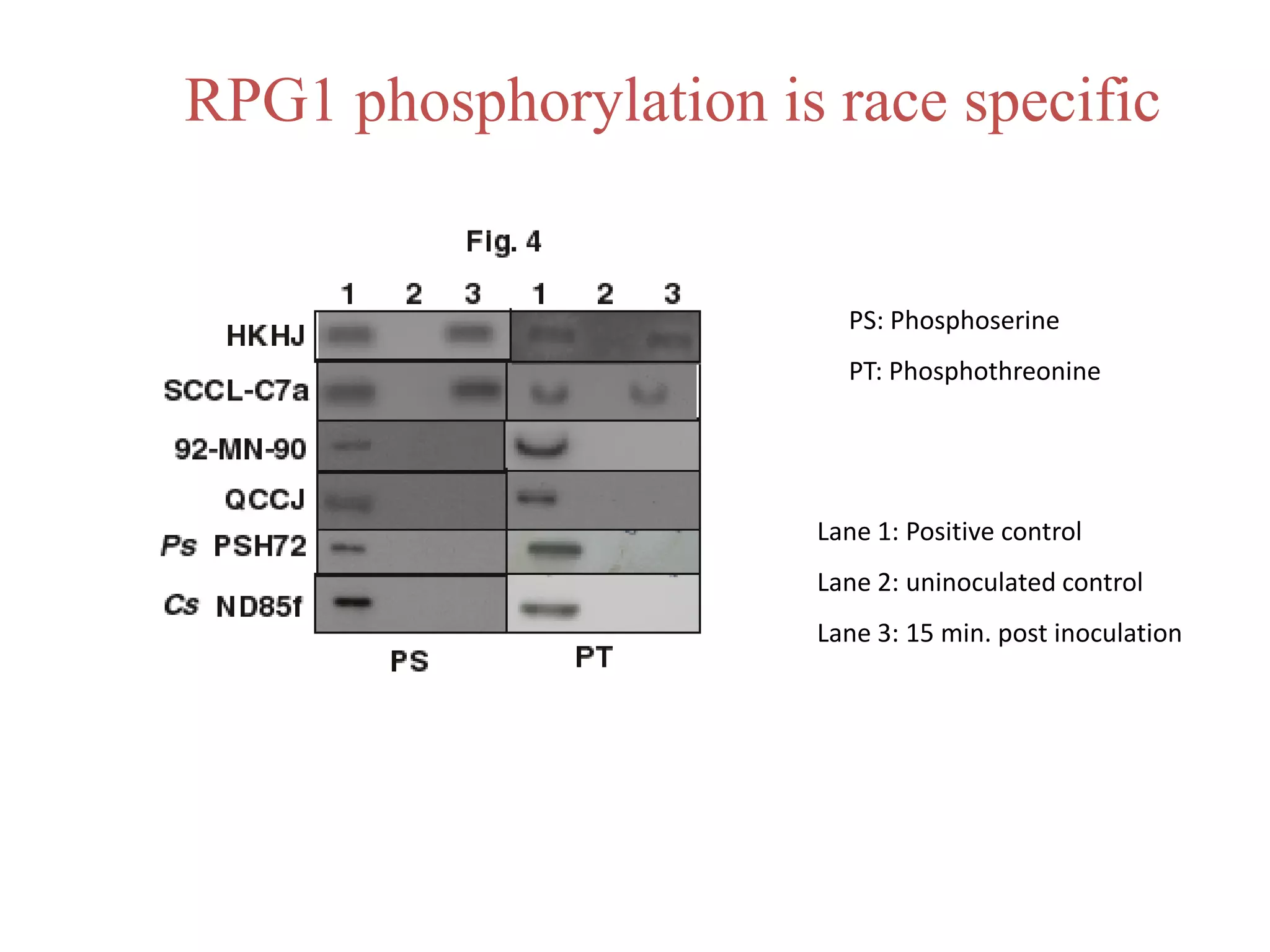 RPG1 phosphorylation is race specific


                         PS: Phosphoserine
                         PT: Phosphothreonine




                       Lane 1: Positive control
                       Lane 2: uninoculated control
                       Lane 3: 15 min. post inoculation
 