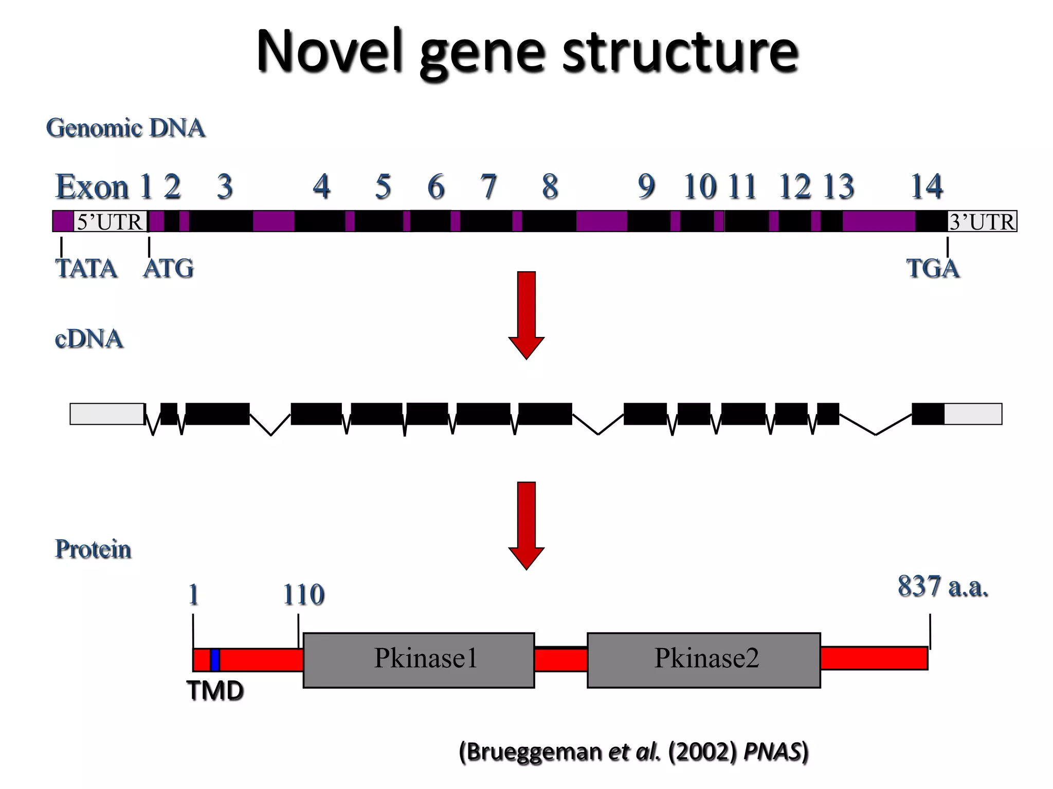 Novel gene structure
Genomic DNA

Exon 1 2       3      4   5   6    7     8       9 10 11 12 13      14
  5’UTR                                                                  3’UTR
TATA ATG                                                            TGA

cDNA




Protein
           1        110                                             837 a.a.

                          Pkinase1
                          Pkinase1                 Pkinase2
                                                   Pkinase2
           TMD

                                  (Brueggeman et al. (2002) PNAS)
 