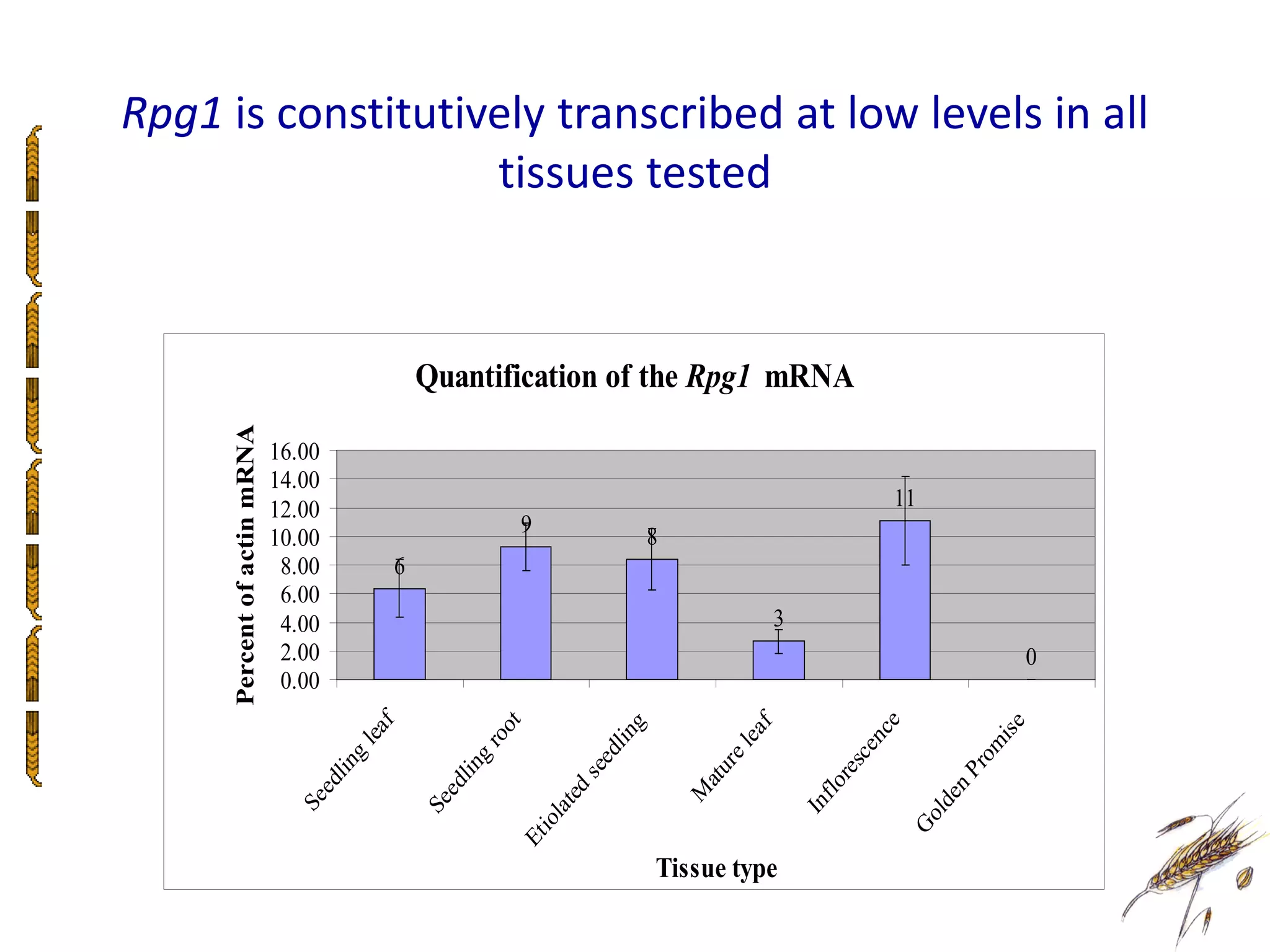 Rpg1 is constitutively transcribed at low levels in all
                   tissues tested



                                               Quantification of the Rpg1 mRNA
      Percent of actin mRNA




                              16.00
                              14.00
                              12.00                                                                                11
                                                             9
                              10.00                                             8
                               8.00        6
                               6.00
                               4.00                                                             3
                               2.00                                                                                                      0
                               0.00




                                                                                                               e
                                           f




                                                          t




                                                                                                                                   ise
                                                                            g




                                                                                            f
                                                         o
                                       lea




                                                                                                             nc
                                                                                          ea
                                                                         lin
                                                      ro




                                                                                                                                  m
                                                                                        el




                                                                                                               e
                                                                       ed
                                       g




                                                                                                            sc
                                                      g




                                                                                                                               ro
                                     in




                                                                                        r
                                                   in




                                                                     se




                                                                                    atu




                                                                                                         re



                                                                                                                          nP
                                  dl




                                                 dl




                                                                                                      lo
                                                                     ed
                                   e




                                                                                    M
                                                  e




                                                                                                                           e
                                                                                                       f
                                Se




                                               Se




                                                                                                                        ld
                                                                  lat




                                                                                                    In



                                                                                                                    Go
                                                                io
                                                             Et




                                                                                Tissue type
 