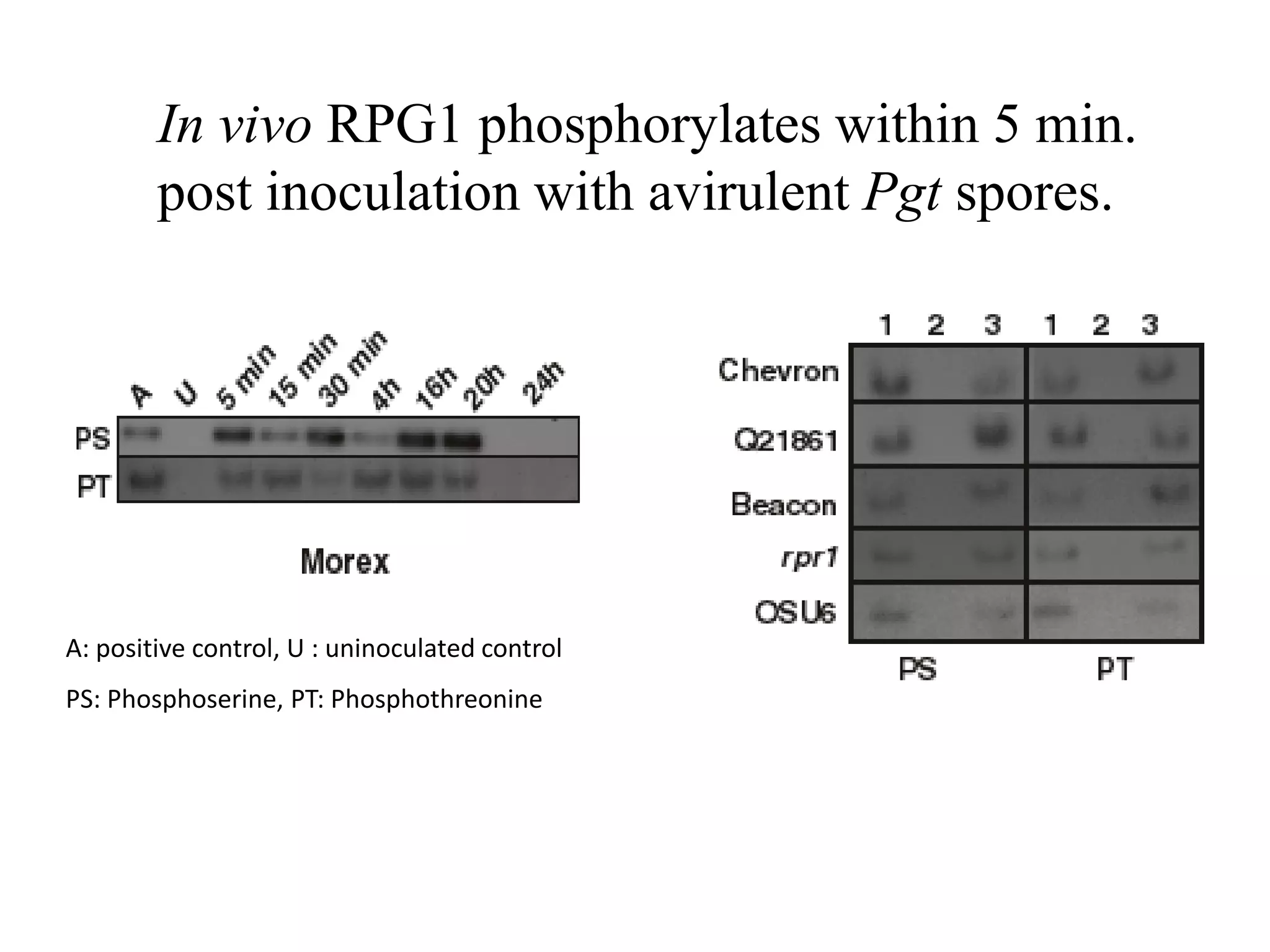 In vivo RPG1 phosphorylates within 5 min.
        post inoculation with avirulent Pgt spores.




A: positive control, U : uninoculated control
PS: Phosphoserine, PT: Phosphothreonine
 