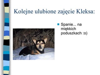Kolejne ulubione zajęcie Kleksa: Spanie... na miękkich poduszkach :o) 