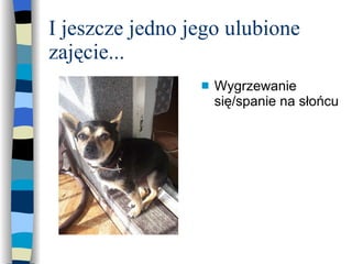 I jeszcze jedno jego ulubione zajęcie...  Wygrzewanie się/spanie na słońcu 