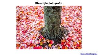 Kleurrijke fotografie
Harry Hilders fotografie
 