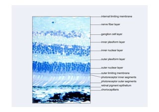 internal limiting membrane

nerve fiber layer


ganglion cell layer

inner plexiform layer


inner nuclear layer


outer plexiform layer


outer nuclear layer

outer limiting membrane
photoreceptor inner segments
photoreceptor outer segments
retinal pigment epithelium
choriocapillaris
 
