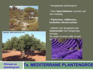 • Aangepaste plantengroei

                         • Zeer taaie bladeren voorzien van
                         een waslaag

                         • Pijnbomen, olijfbomen ,
                         kurkeiken citrusvruchten

                         • planten zijn aangepast aan
                         bosbranden door langdurige
                         droogte,
                         De zaden kunnen zelfs na een
                         brand ontkiemen




Klimaat en
plantengroei
               7a. MEDITERRANE PLANTENGROE
 